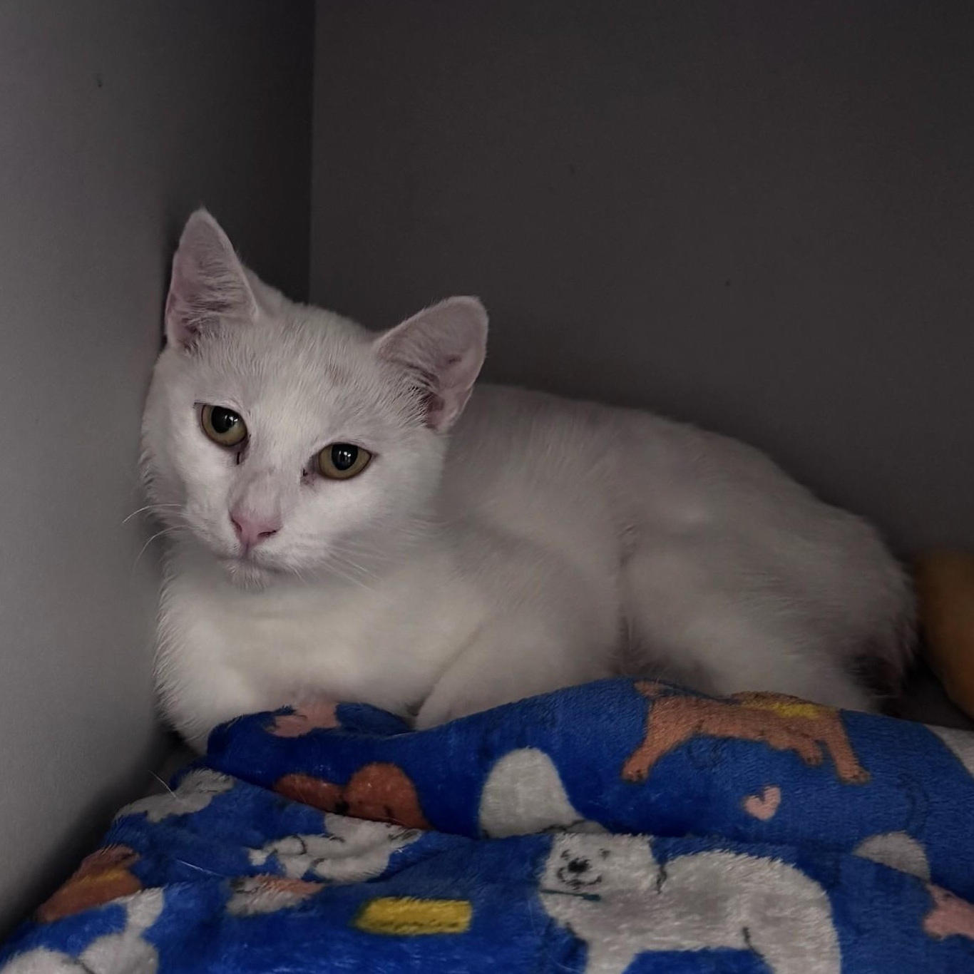 Panda, adopted, Young Female Domestic Short Hair.