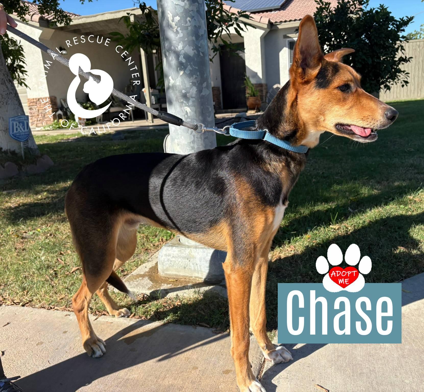 Chase, a Adoptable mixed breed in Coachella, CA image 2/6