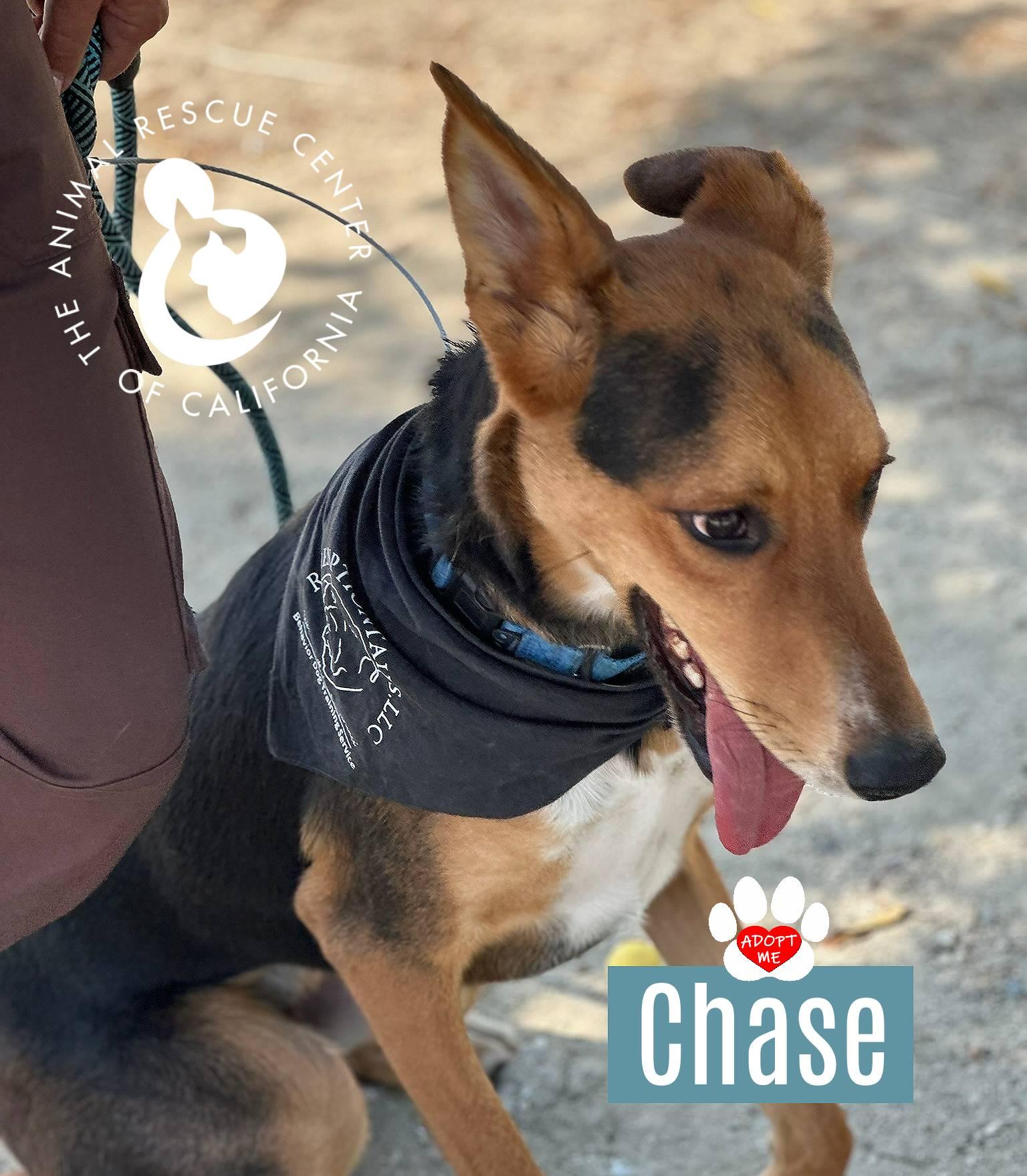 Chase, a Adoptable mixed breed in Coachella, CA image 3/6