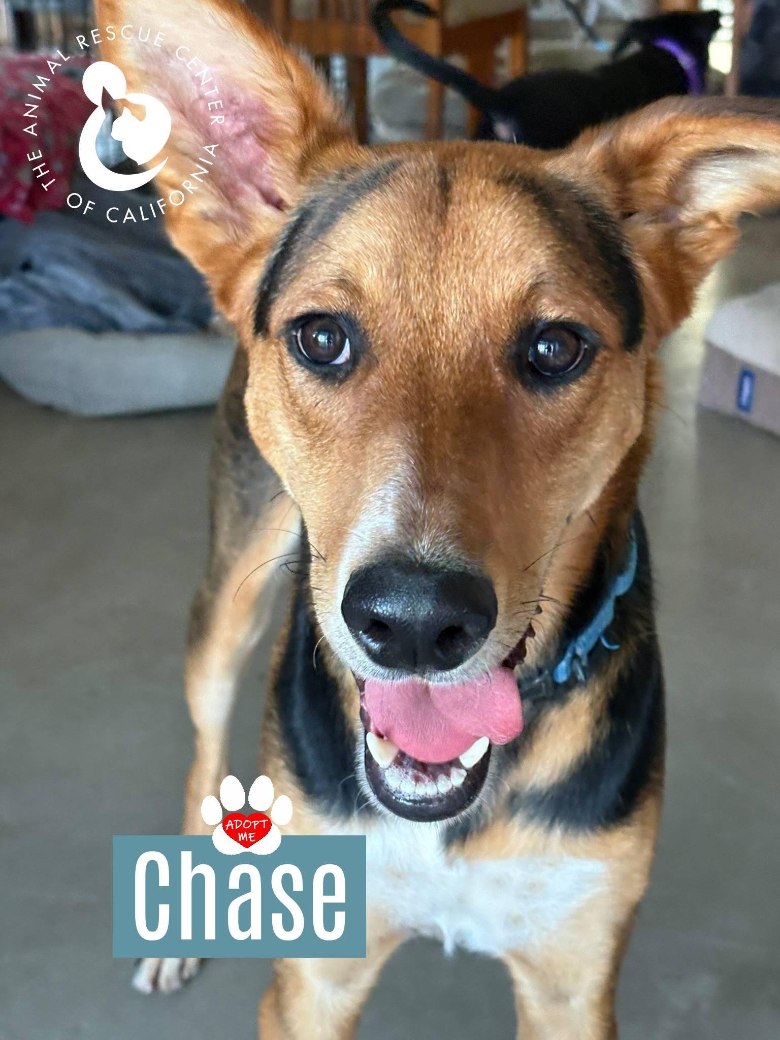 Chase, a Adoptable mixed breed in Coachella, CA image 1/6