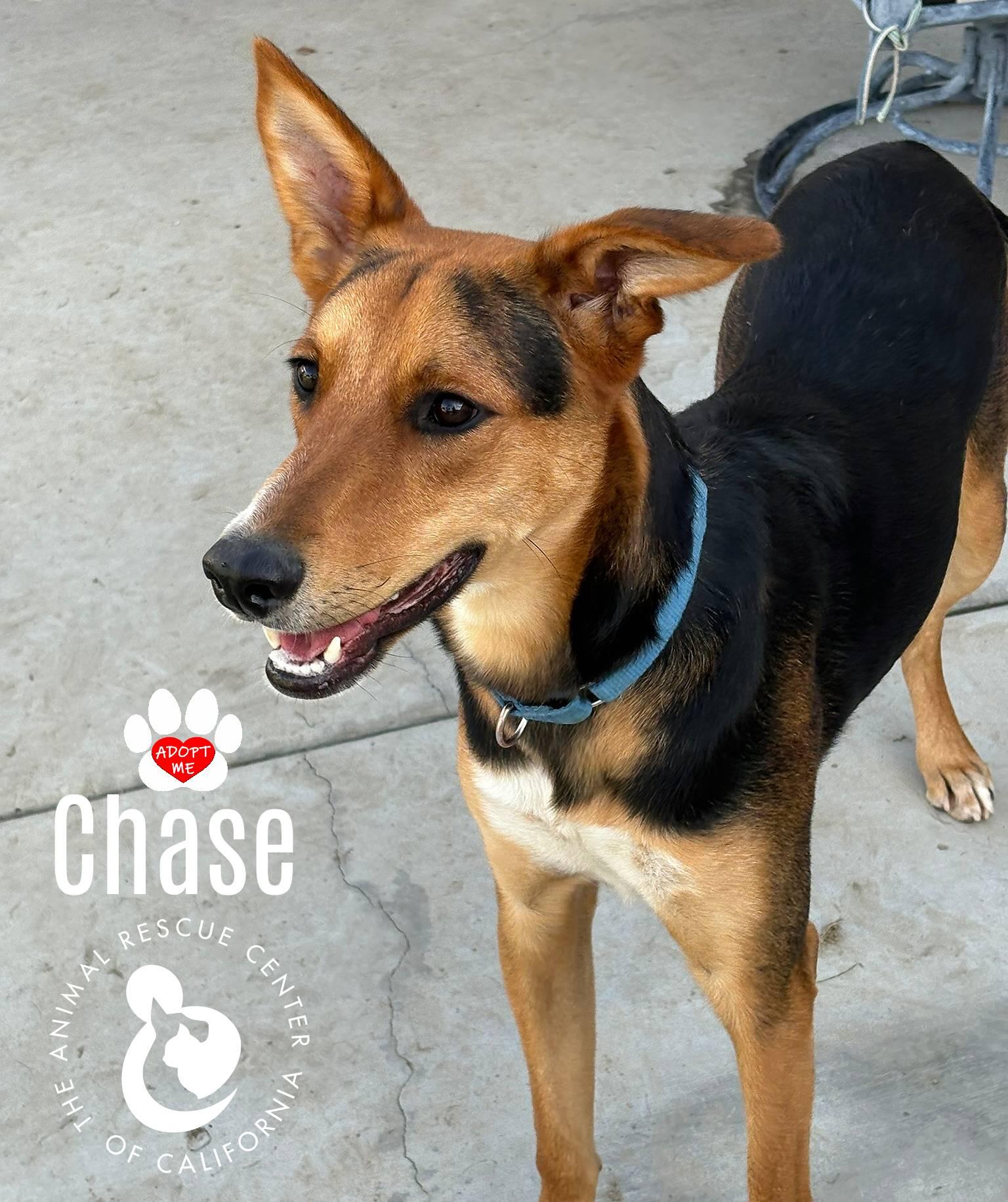 Chase, a Adoptable mixed breed in Coachella, CA image 4/6