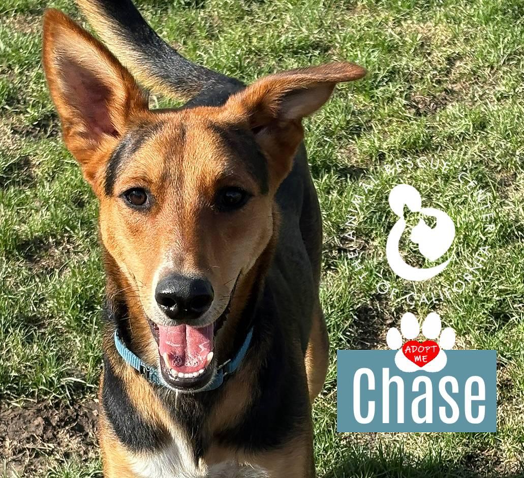 Chase, a Adoptable mixed breed in Coachella, CA image 5/6