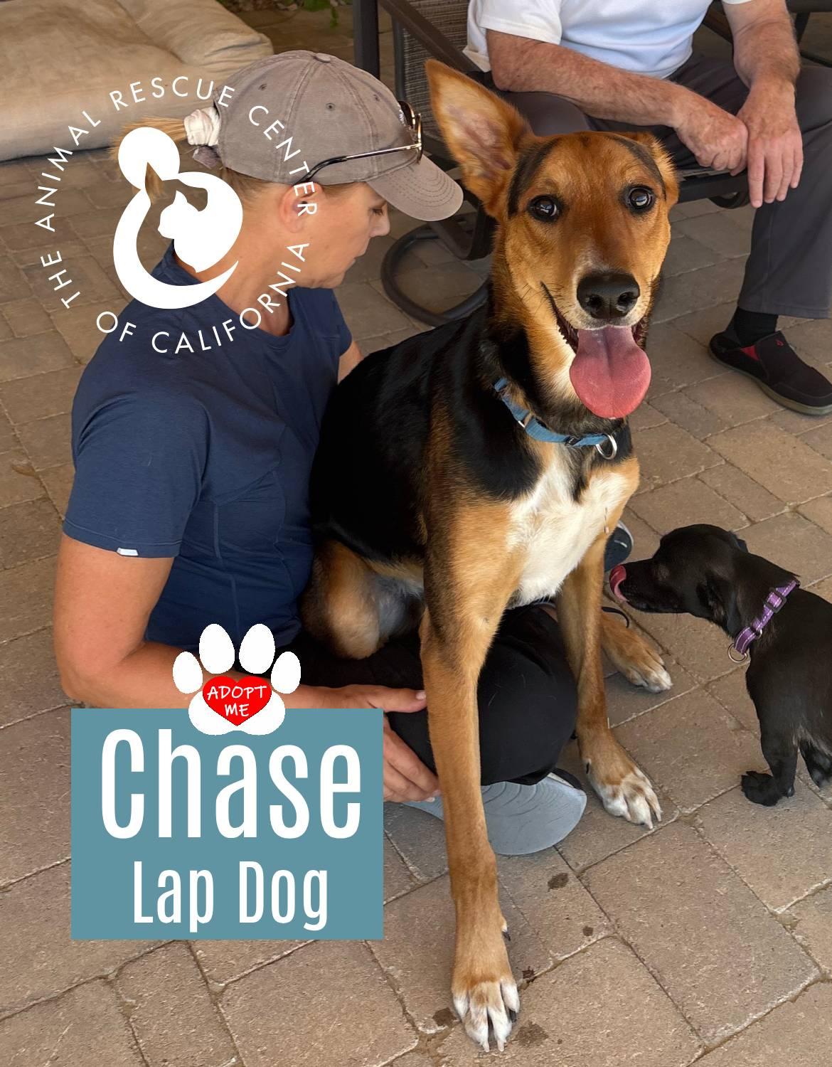 Chase, a Adoptable mixed breed in Coachella, CA image 6/6