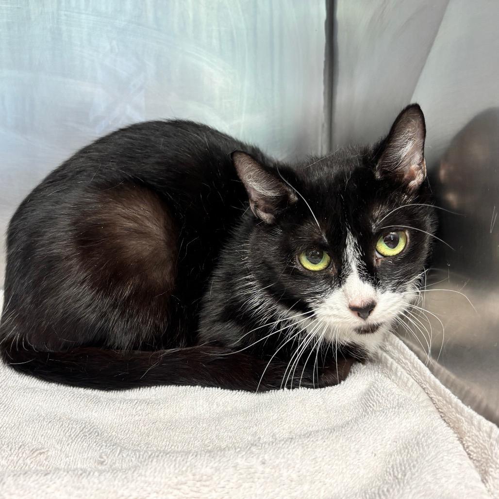 Polly Pocket, Adoptable, Young Female Domestic Short Hair.