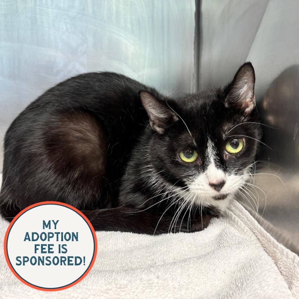 Polly Pocket, a Adoptable Domestic Short Hair in Birdsboro, PA image 2/3