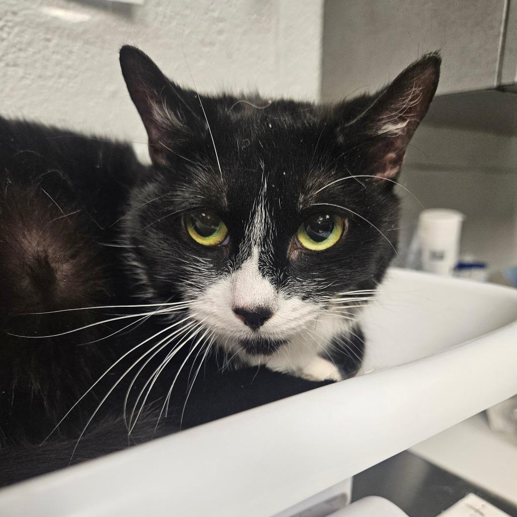Polly Pocket, a Adoptable Domestic Short Hair in Birdsboro, PA image 3/3