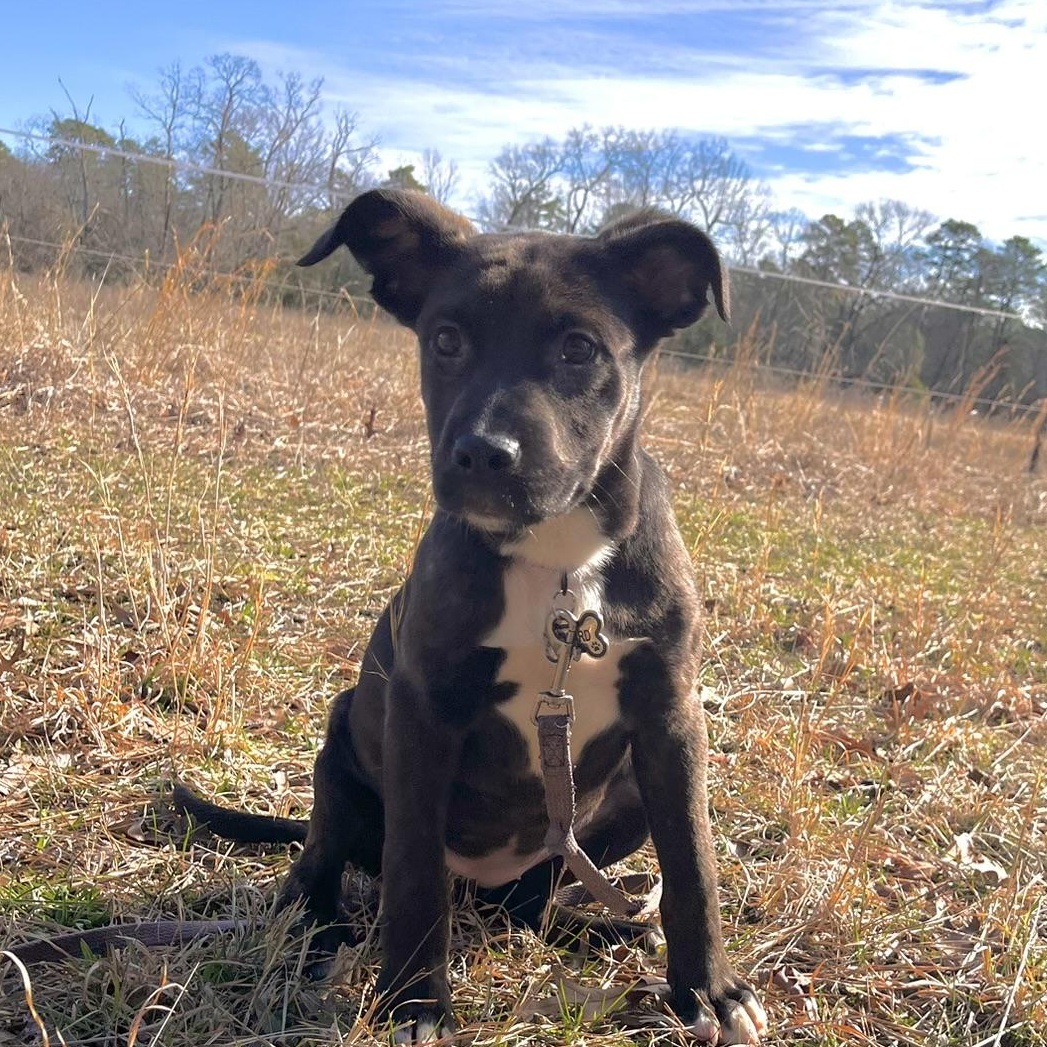 Enlarge Casey , an adopted mixed breed in Egg Harbor City, NJ image 4/5