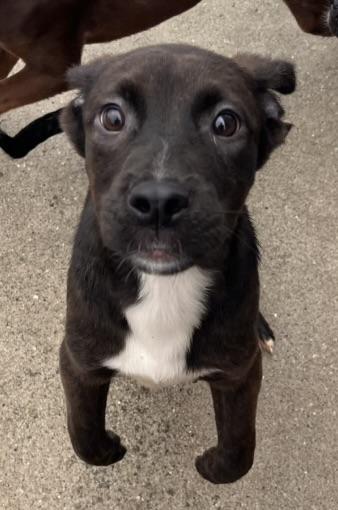 Enlarge Casey , an adopted mixed breed in Egg Harbor City, NJ image 2/5