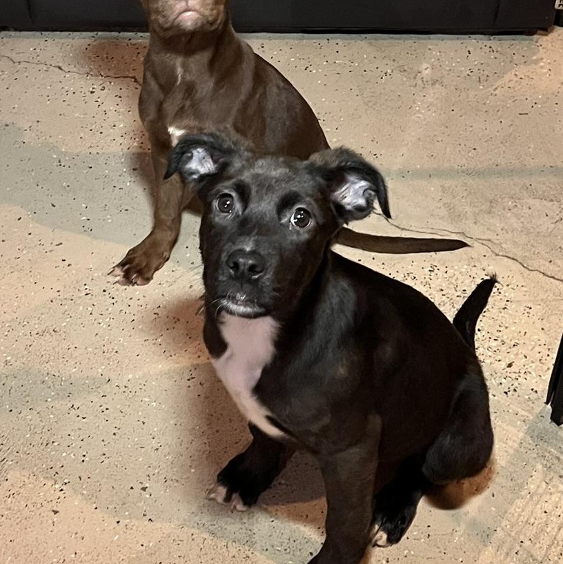 Casey , adopted, Puppy Female Pit Bull Terrier & Catahoula Leopard Dog.