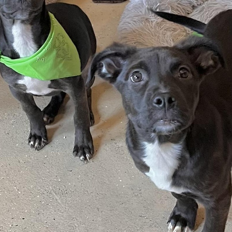 Enlarge Casey , an adopted mixed breed in Egg Harbor City, NJ image 5/5