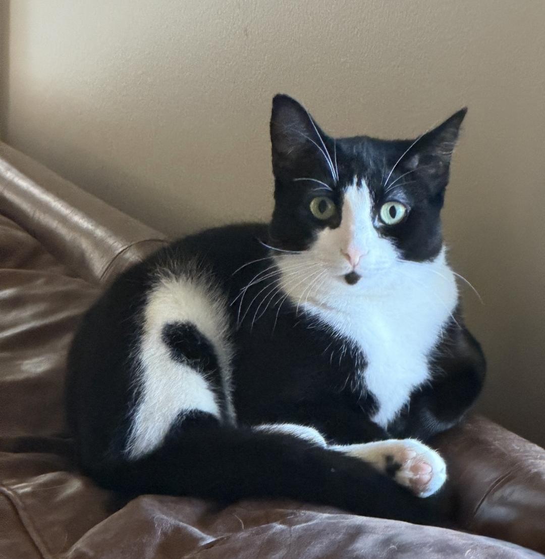 Enlarge Strawberry Shortcake, a Adoptable Domestic Short Hair in Burlington, VT image 1/6