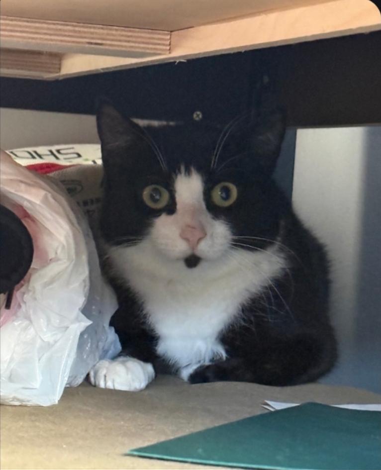 Enlarge Strawberry Shortcake, a Adoptable Domestic Short Hair in Burlington, VT image 2/6