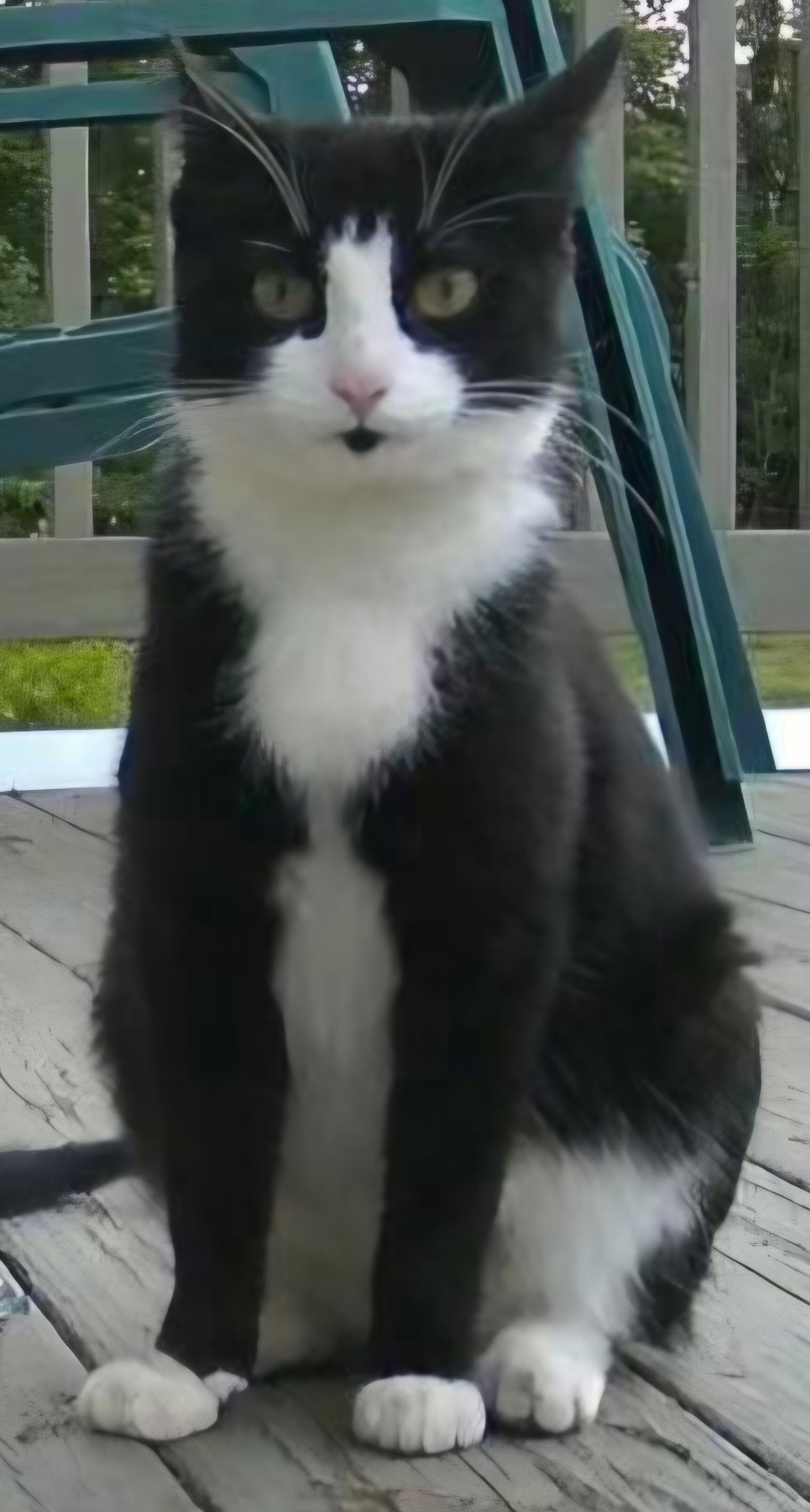 Enlarge Strawberry Shortcake, a Adoptable Domestic Short Hair in Burlington, VT image 3/6