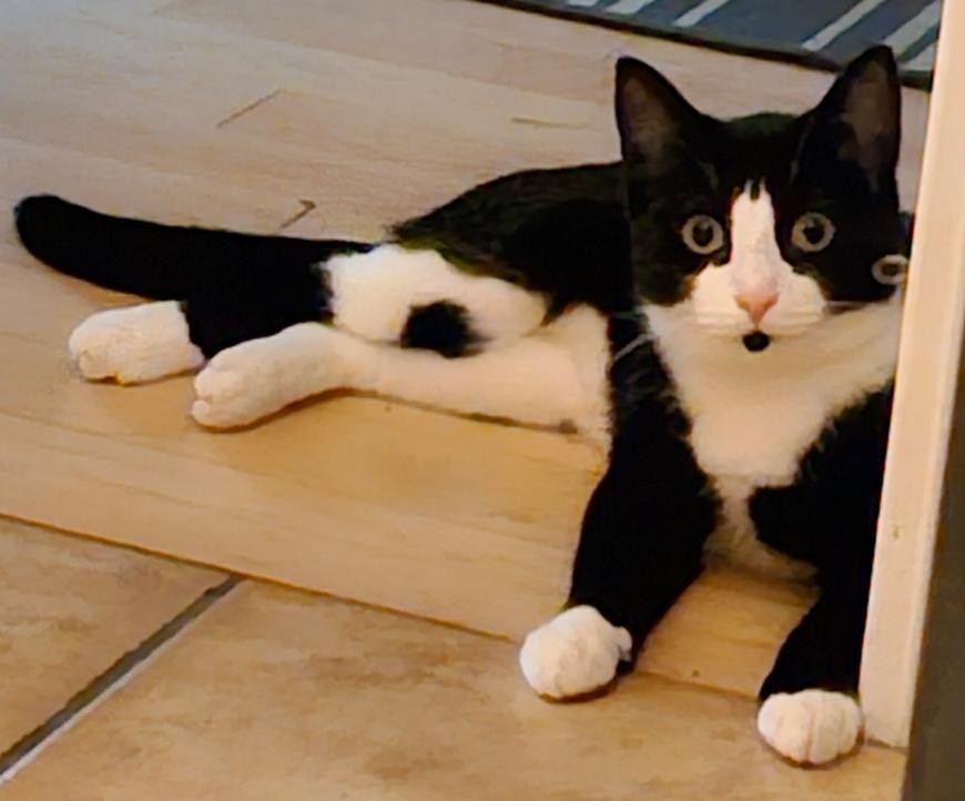 Enlarge Strawberry Shortcake, a Adoptable Domestic Short Hair in Burlington, VT image 4/6