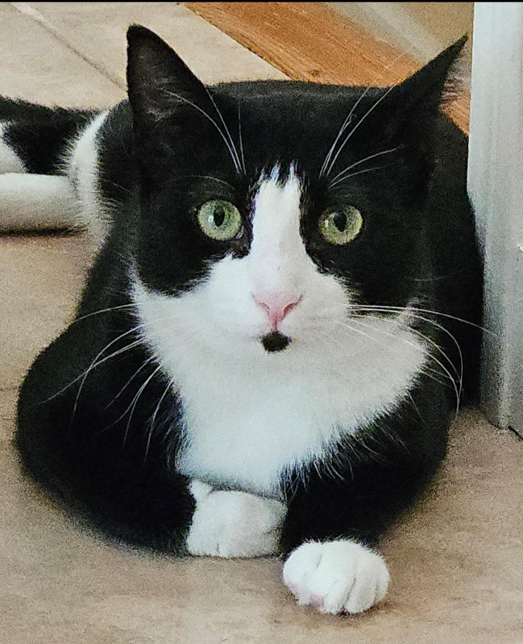 Enlarge Strawberry Shortcake, a Adoptable Domestic Short Hair in Burlington, VT image 5/6