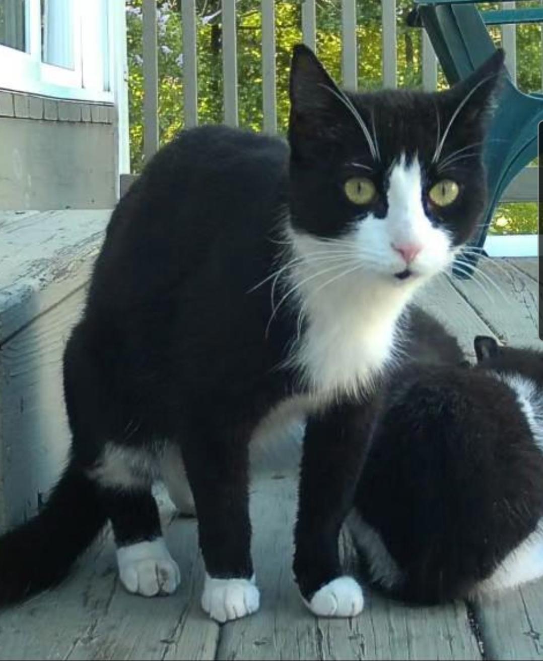 Enlarge Strawberry Shortcake, a Adoptable Domestic Short Hair in Burlington, VT image 6/6