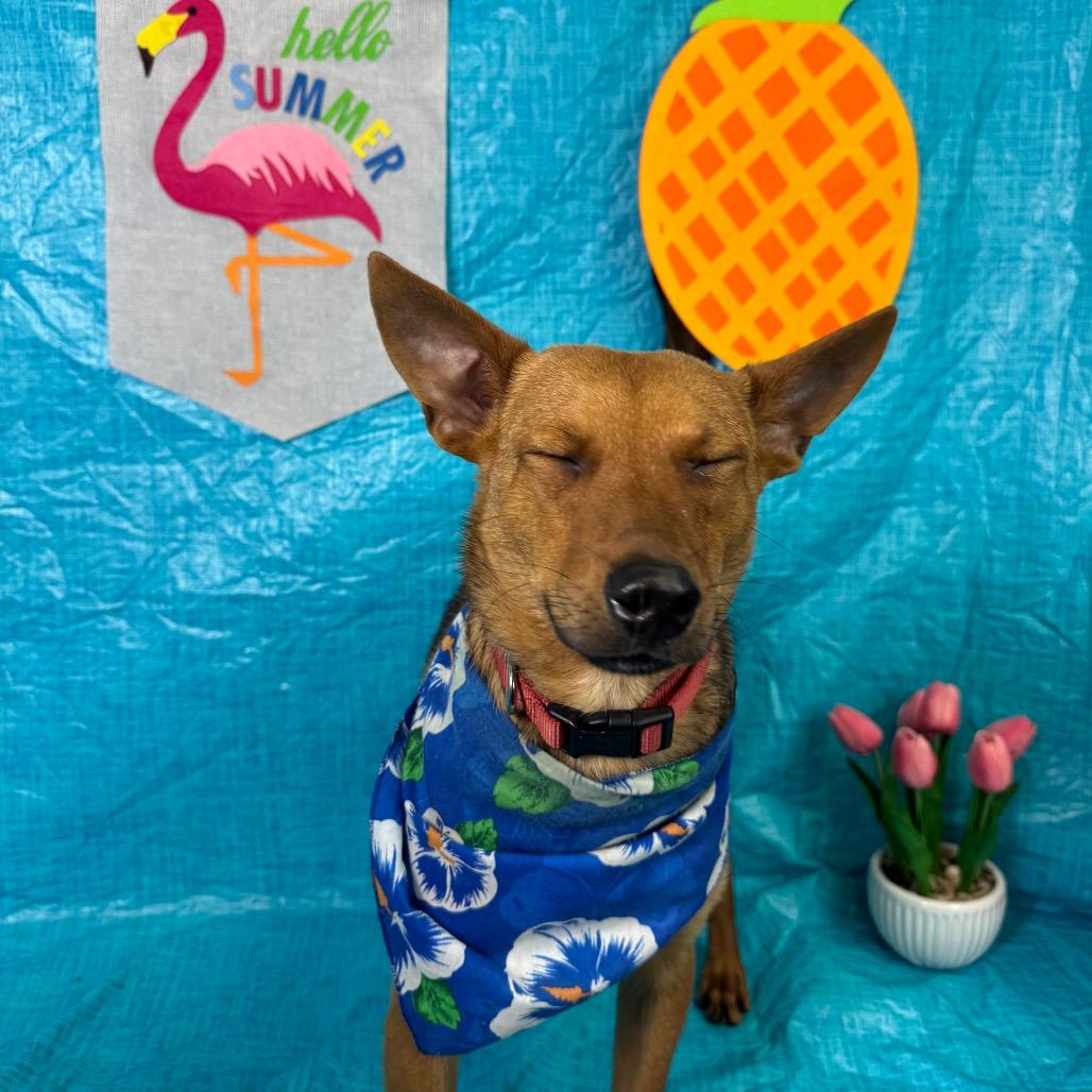 Bruno, Adoptable, Puppy Male Terrier & Mixed Breed.