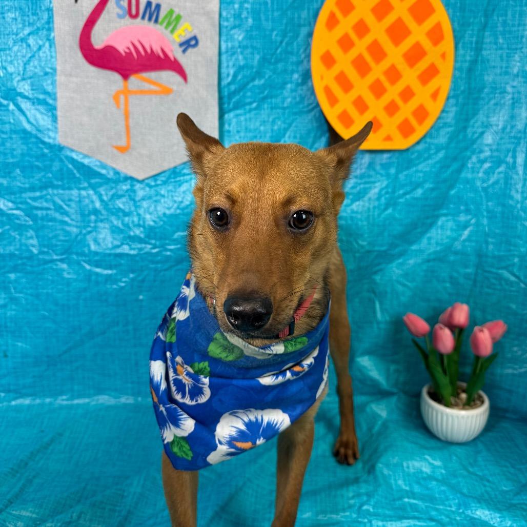 Enlarge Bruno, a Adoptable mixed breed in Fresno, CA image 2/2
