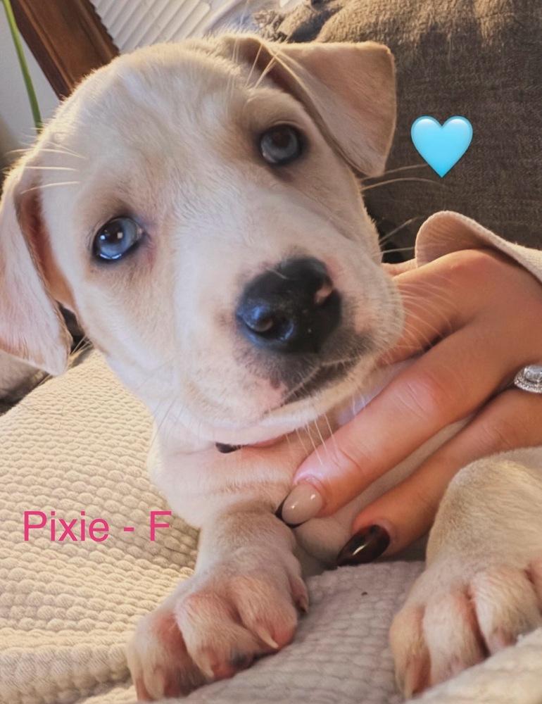 Enlarge Pixie, a Adoptable mixed breed in Cheektowaga, NY image 1/1