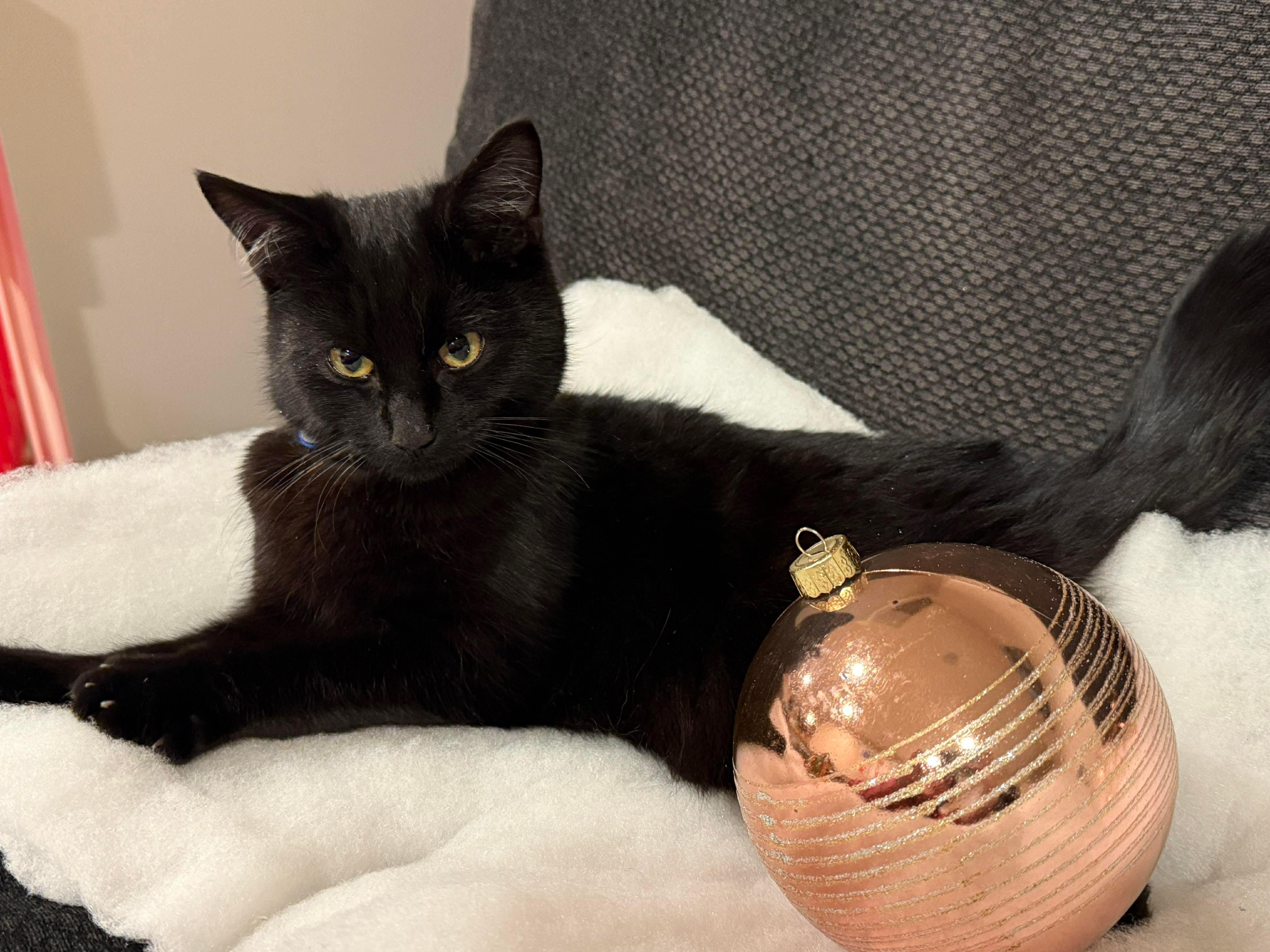 Cosmo, a Adoptable Domestic Short Hair in Thurmont, MD image 2/5