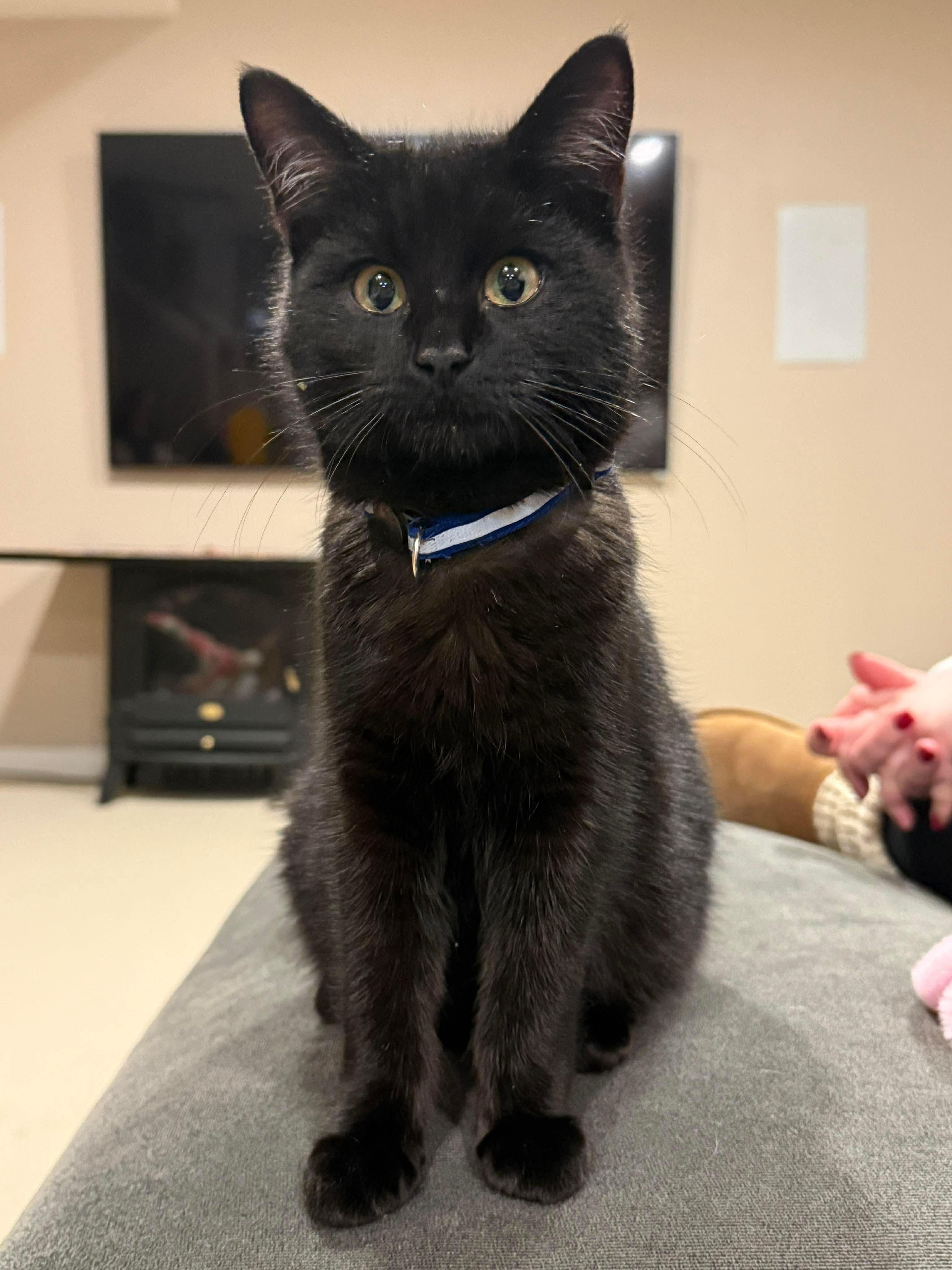 Cosmo, Adoptable, Young Male Domestic Short Hair.