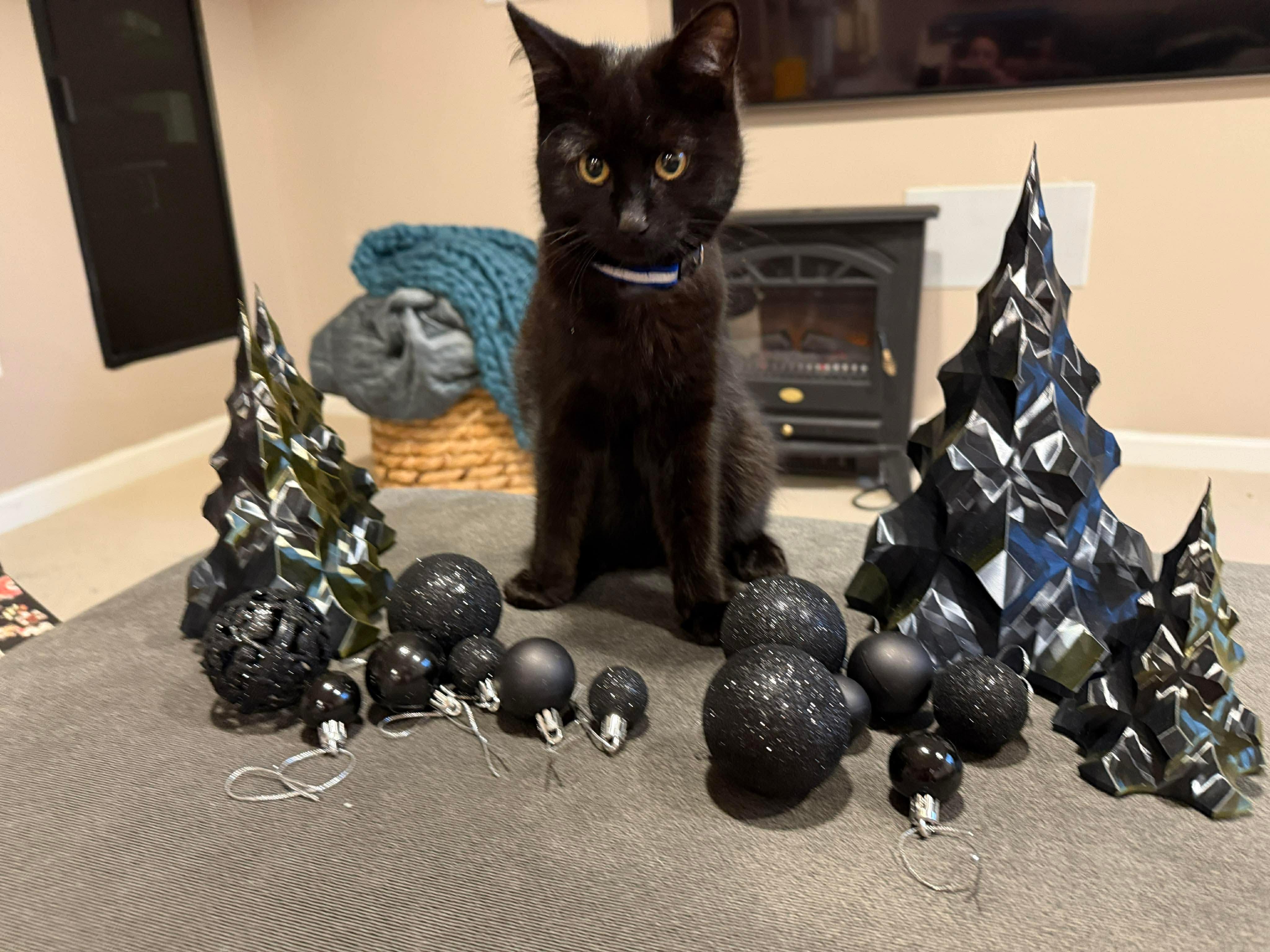 Cosmo, a Adoptable Domestic Short Hair in Thurmont, MD image 3/5