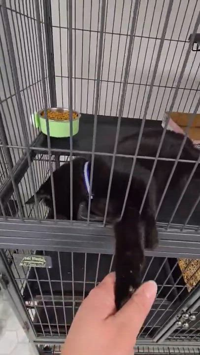 Enlarge Cosmo, a Adoptable Domestic Short Hair in Thurmont, MD video 4/5