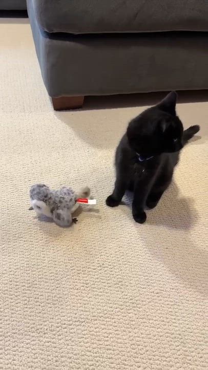 Enlarge Cosmo, a Adoptable Domestic Short Hair in Thurmont, MD video 5/5