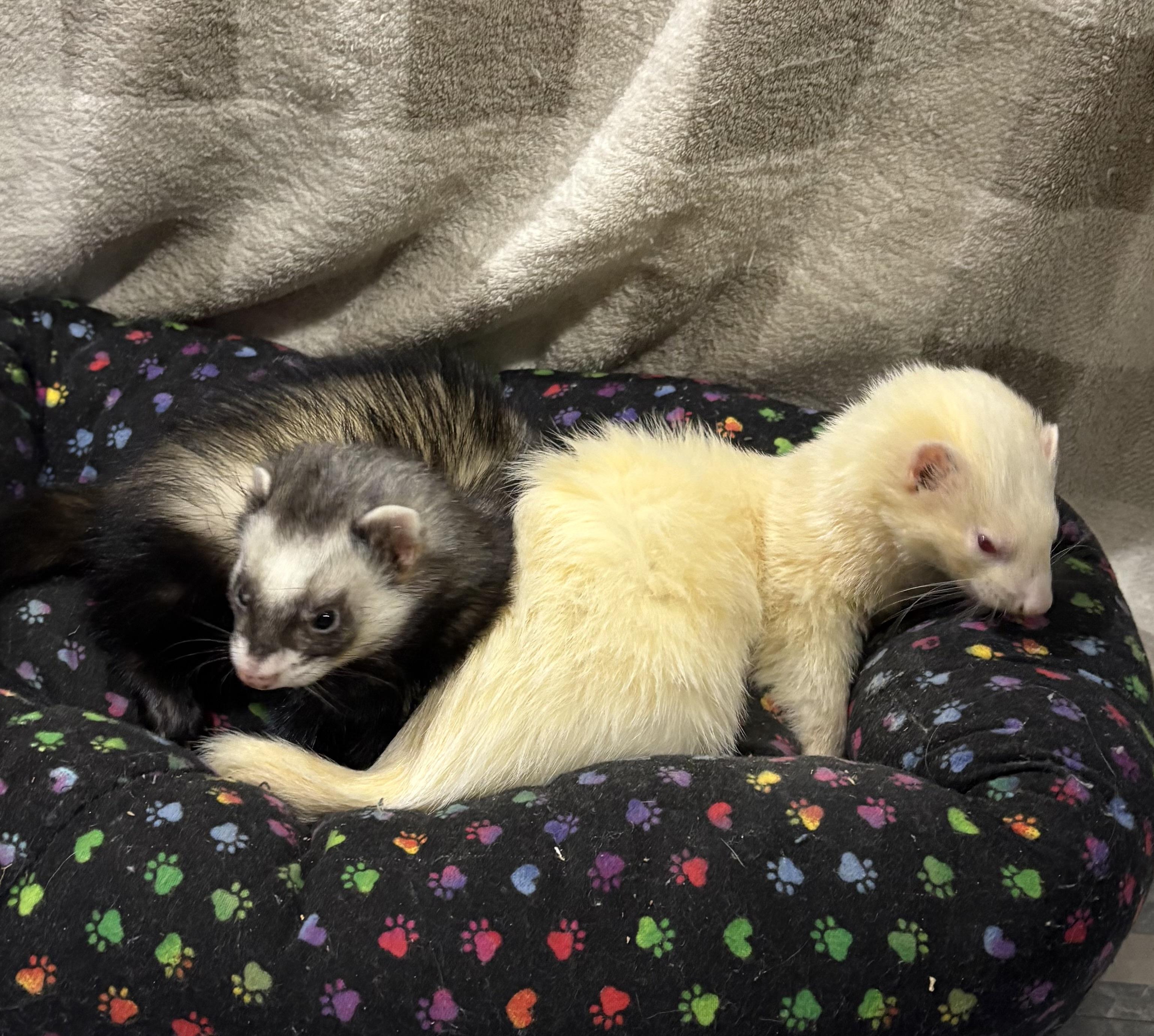 Enlarge BISCUIT and FLINT, a ADOPTABLE Ferret in Grand Rapids, MI image 2/2