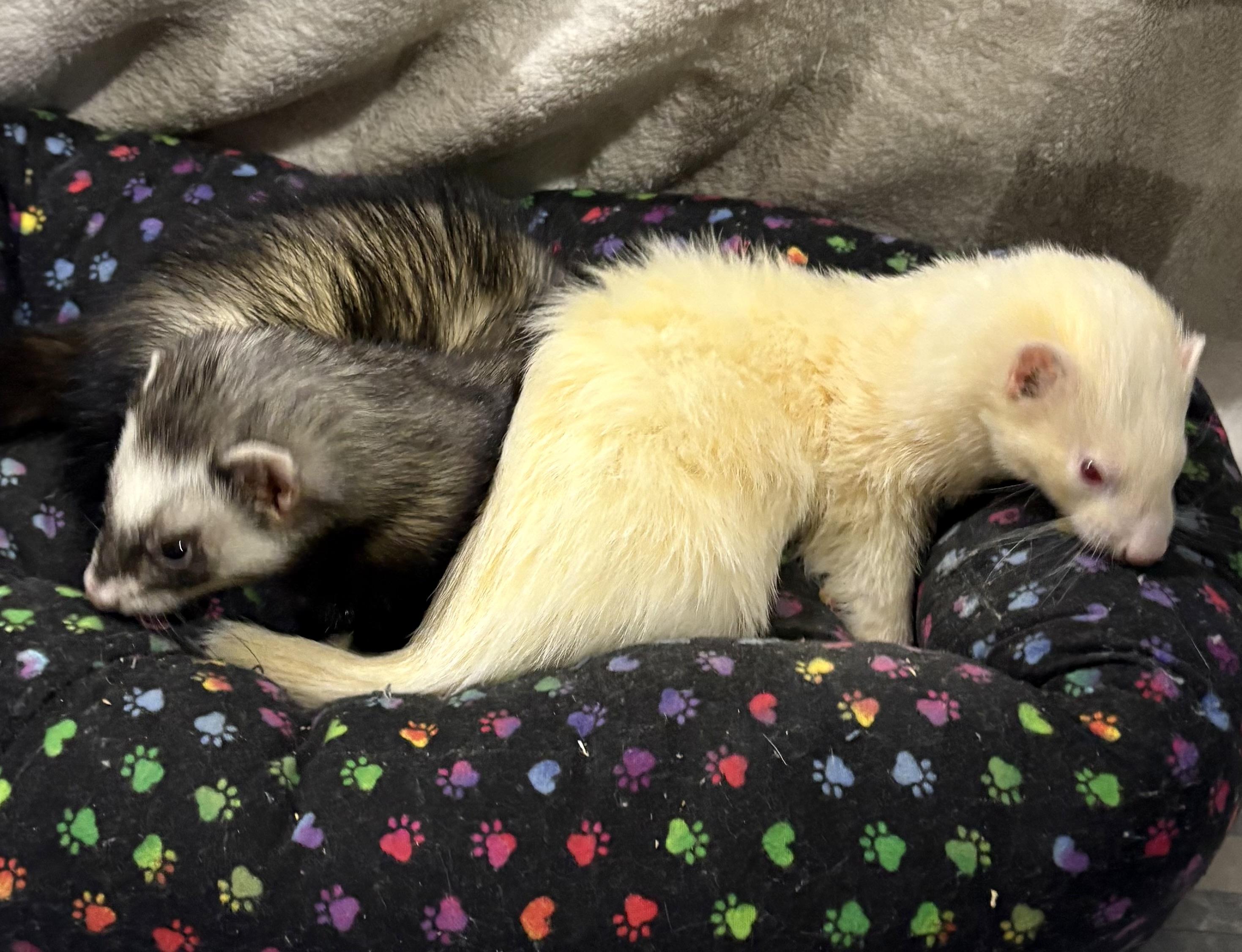 Enlarge BISCUIT and FLINT, a ADOPTABLE Ferret in Grand Rapids, MI image 1/2