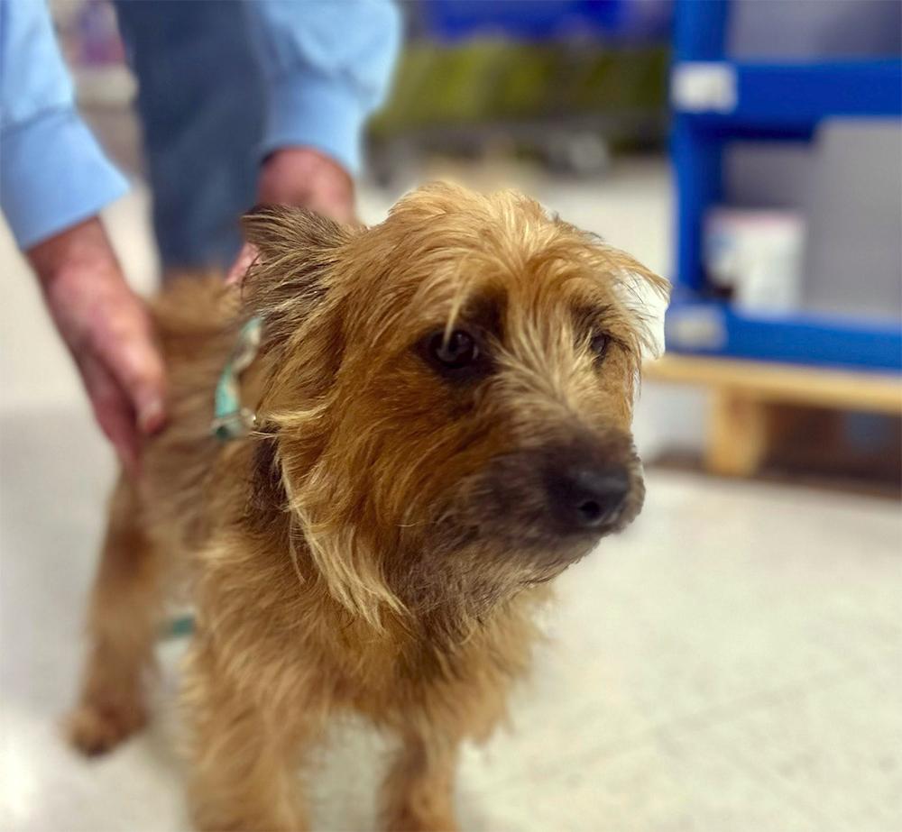 Enlarge Angel, a Adopted Terrier in Smithfield, VA image 1/2