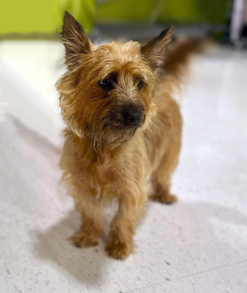 Enlarge Angel, a Adopted Terrier in Smithfield, VA image 2/2