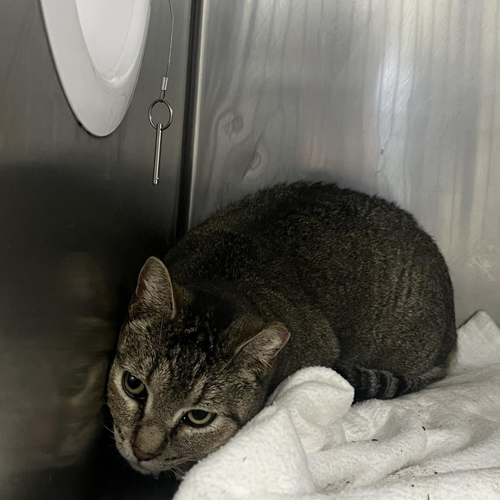 Enlarge Lil Bit, a Adoptable Domestic Short Hair in Idaho Falls, ID image 1/2