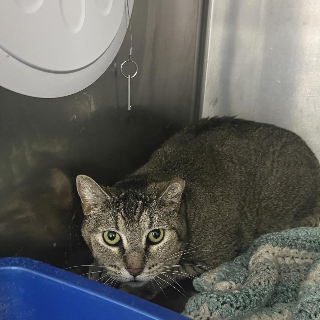 Enlarge Lil Bit, a Adoptable Domestic Short Hair in Idaho Falls, ID image 2/2