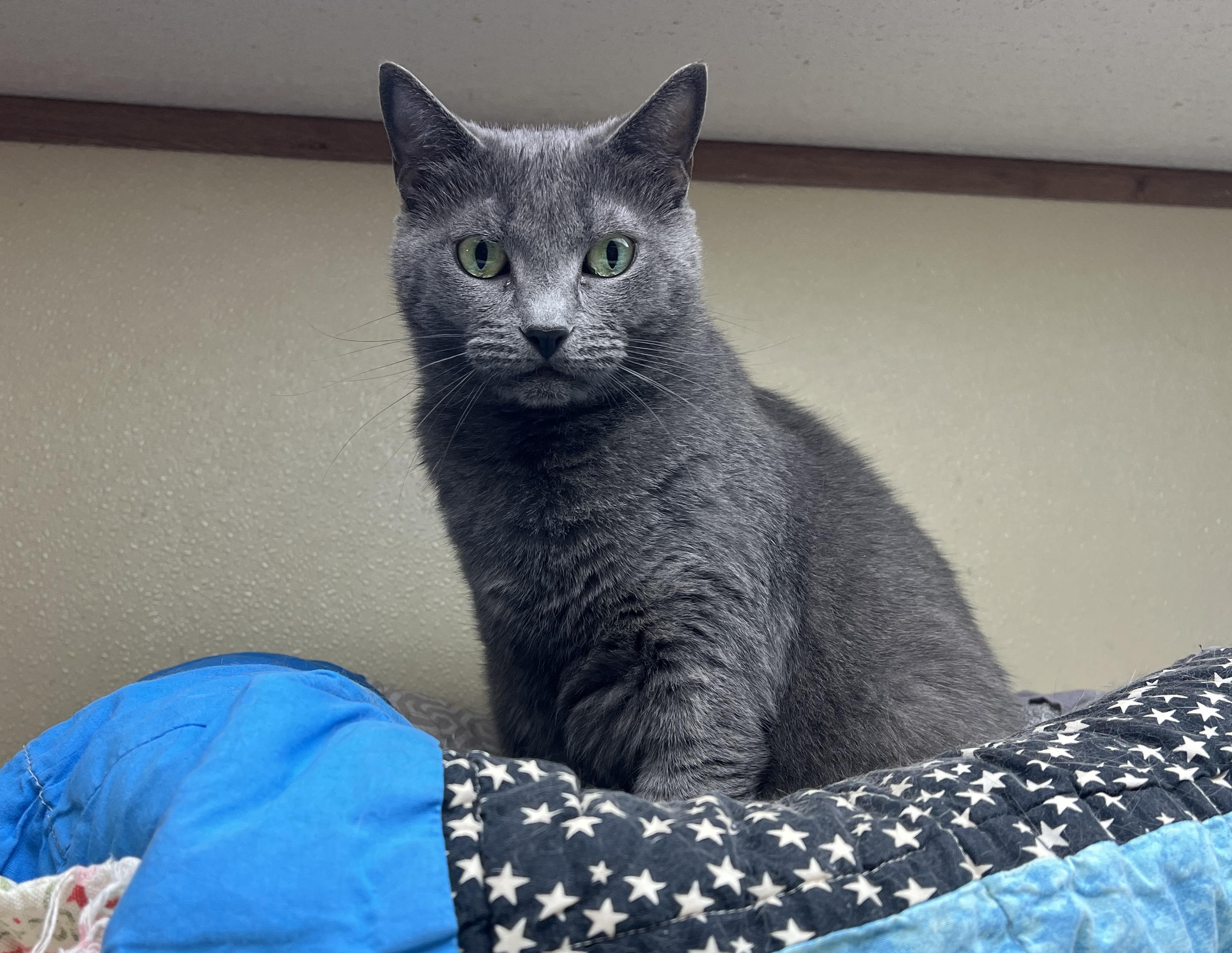 Smokey, Adoptable, Adult Female Domestic Short Hair.