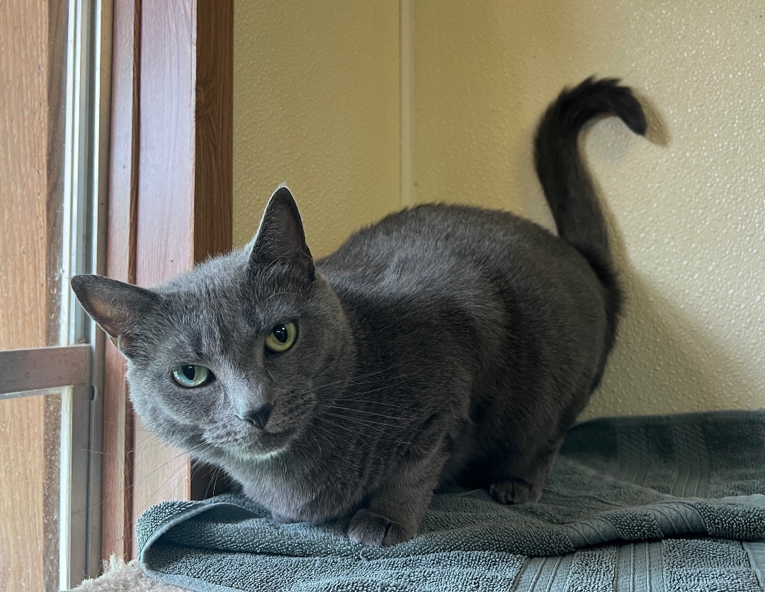 Smokey, a Adoptable Domestic Short Hair in Palmyra, VA image 5/6