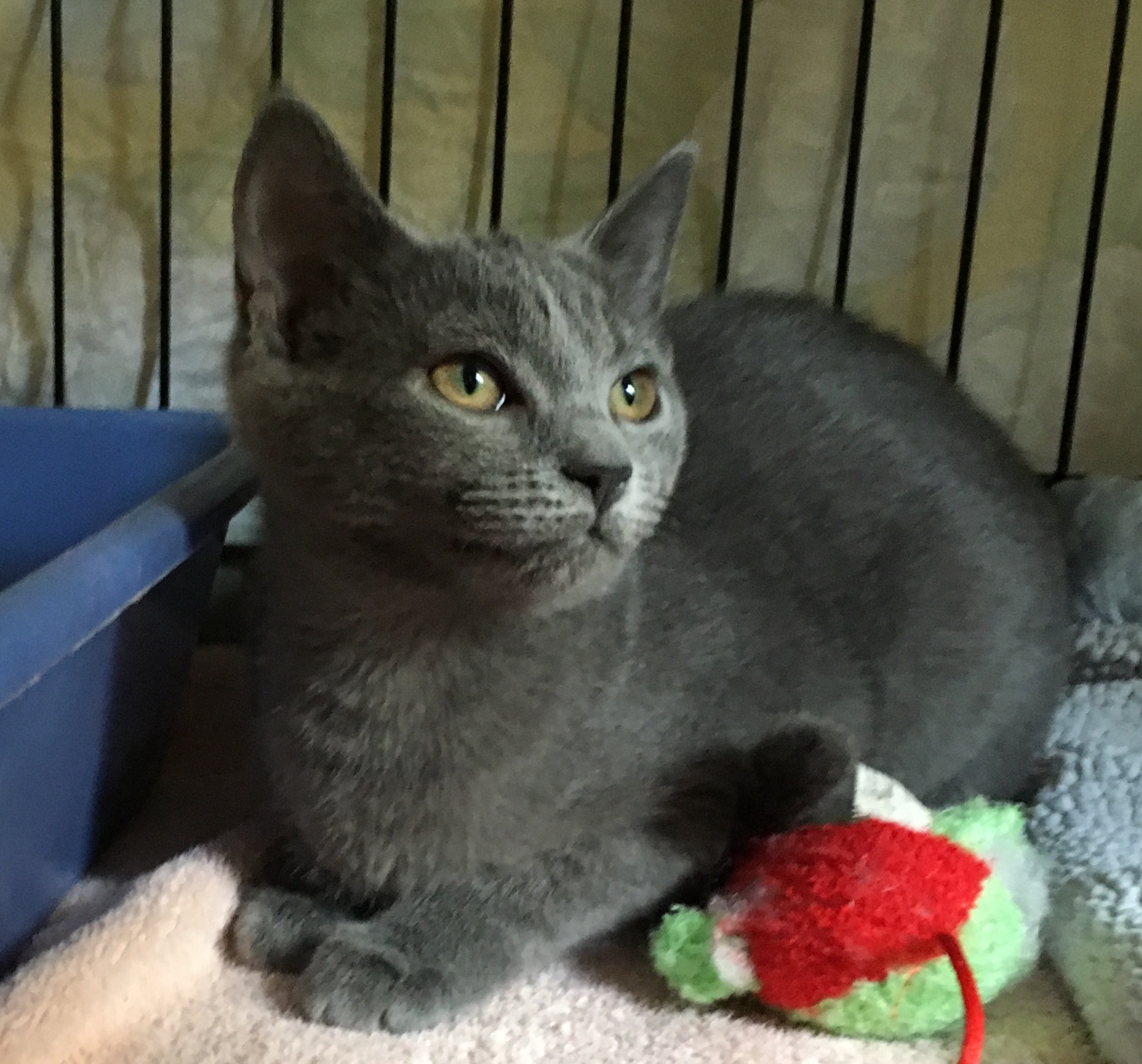 Smokey — thumbnail 3