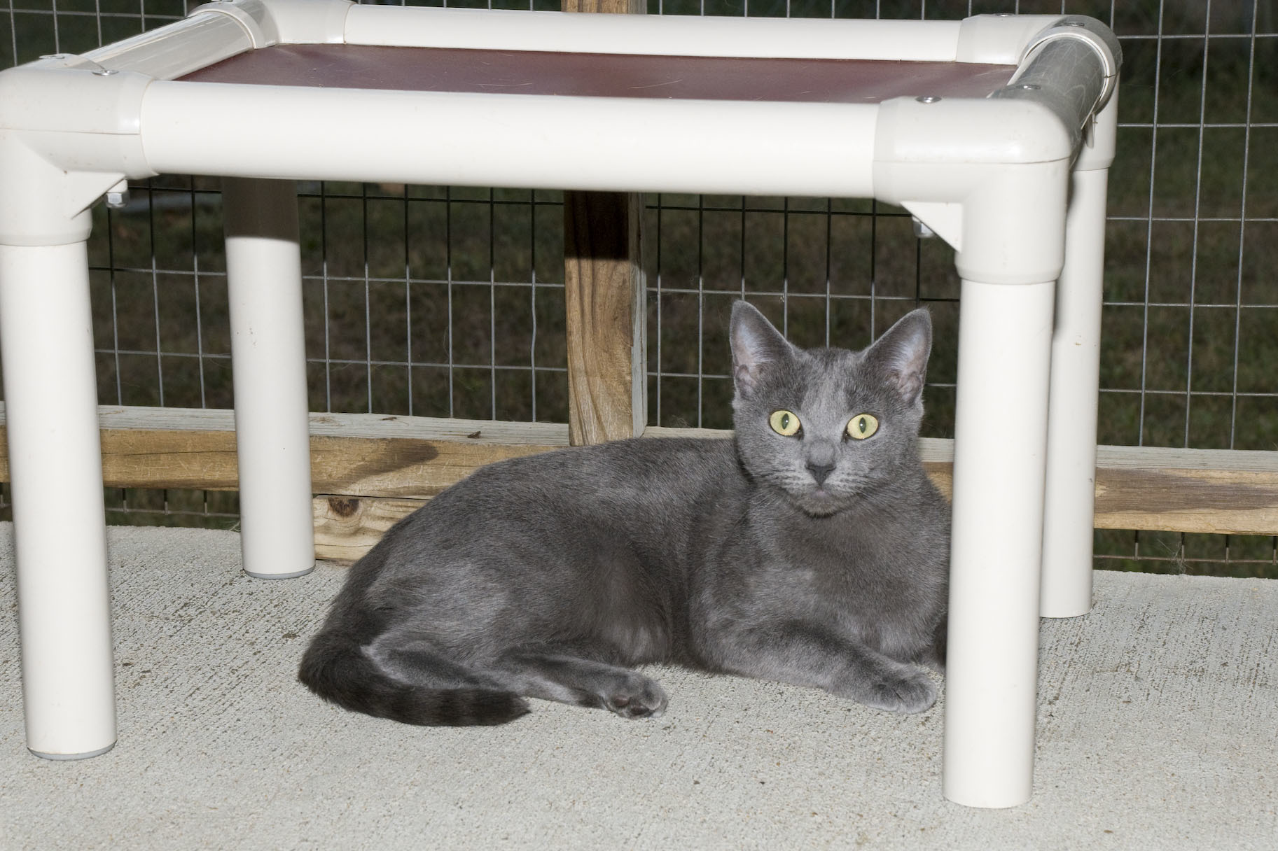 Smokey, a Adoptable Domestic Short Hair in Palmyra, VA image 2/6