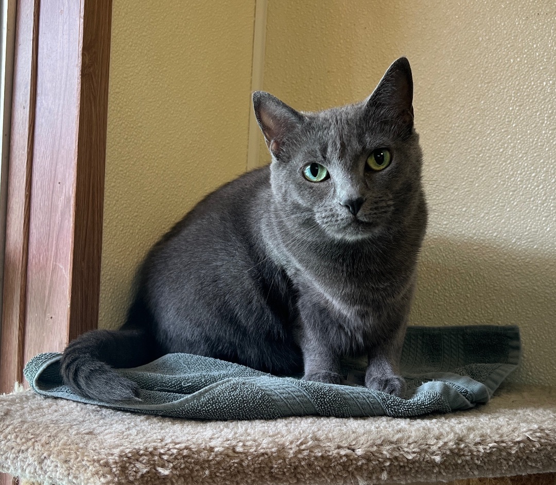 Smokey, a Adoptable Domestic Short Hair in Palmyra, VA image 3/6