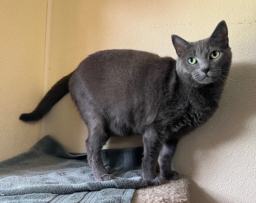 Smokey, a Adoptable Domestic Short Hair in Palmyra, VA image 4/6