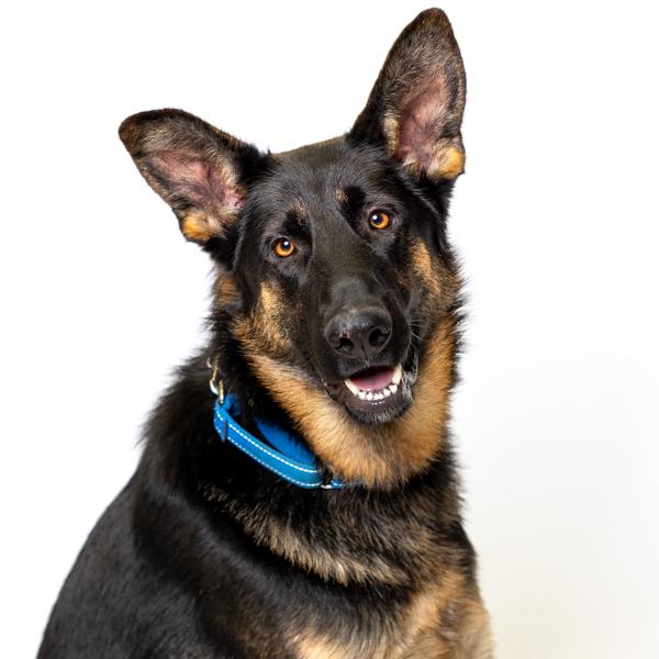 Enlarge Bob, a Adoptable mixed breed in Salem, OR image 1/1