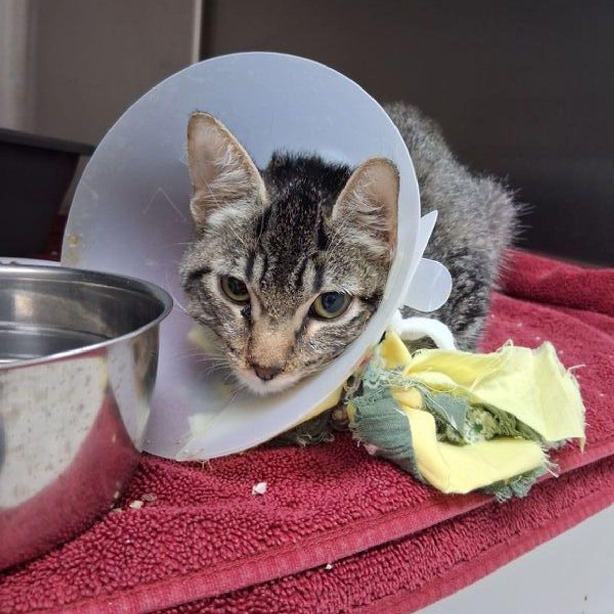 Cherry, Adoptable, Young Female Domestic Short Hair.
