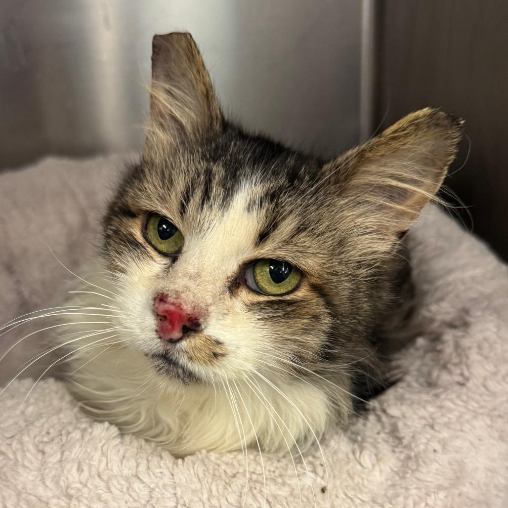 Knotty Neil — thumbnail 2