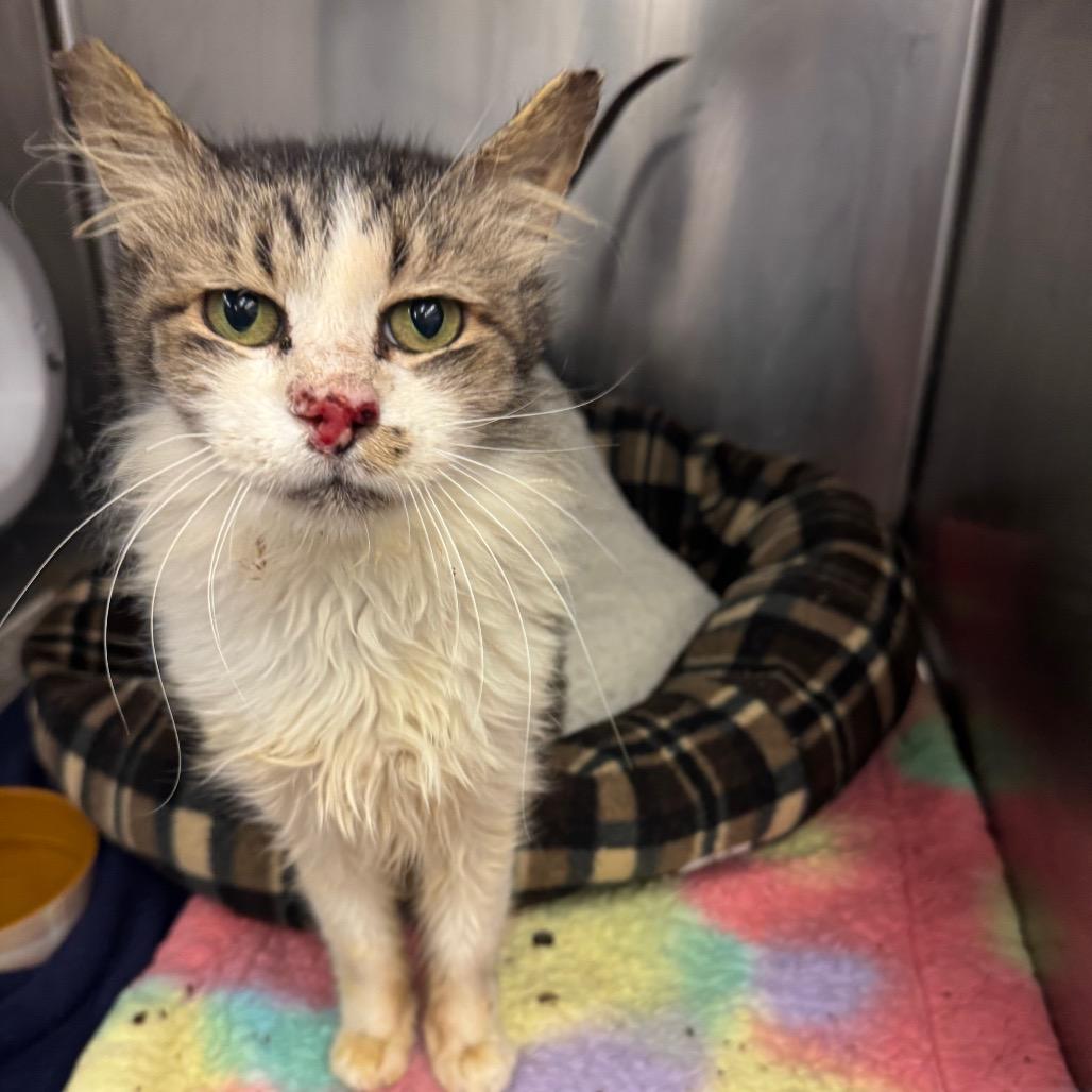 Knotty Neil — thumbnail 3