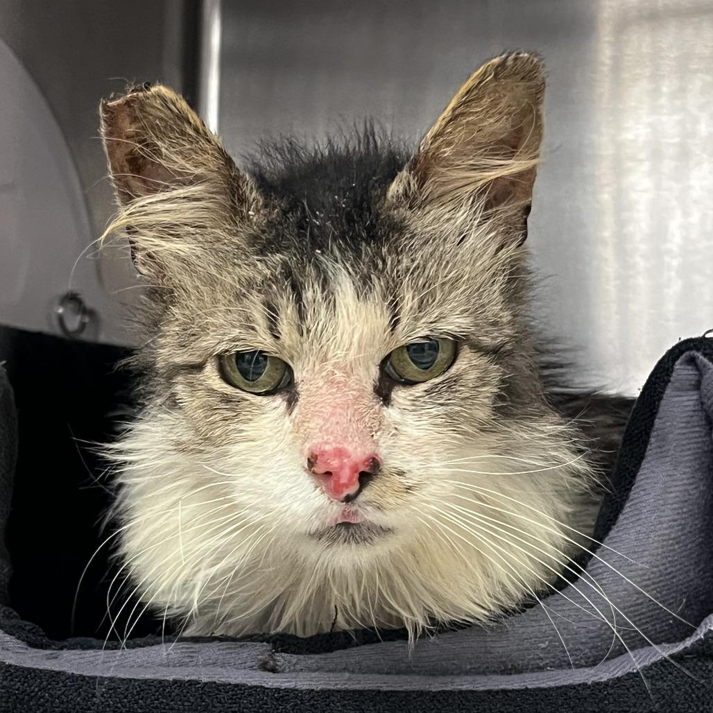 Knotty Neil — thumbnail 4