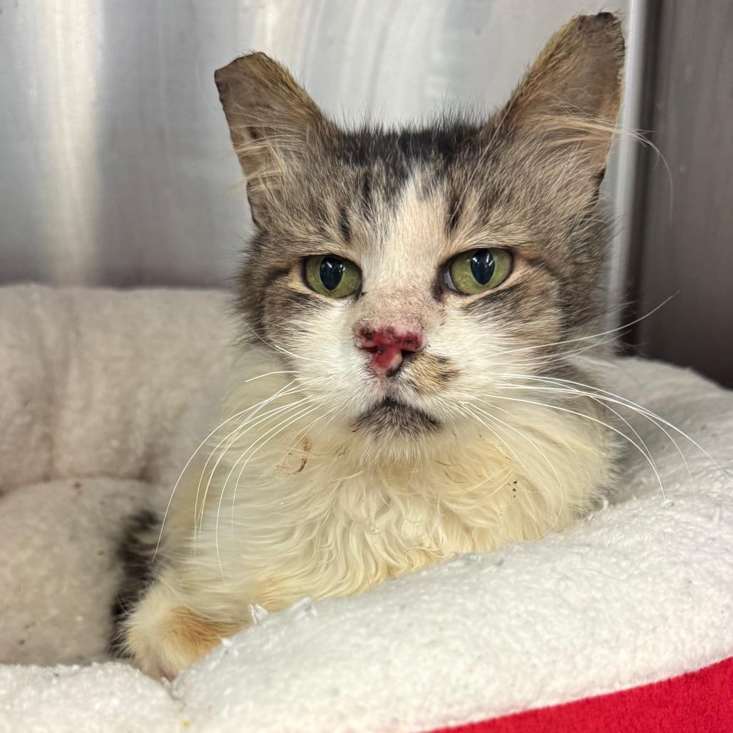 Knotty Neil — thumbnail 5