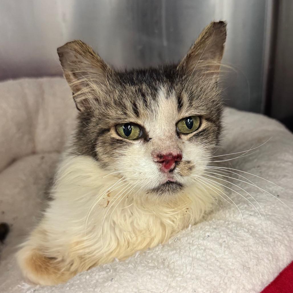 Knotty Neil — thumbnail 6