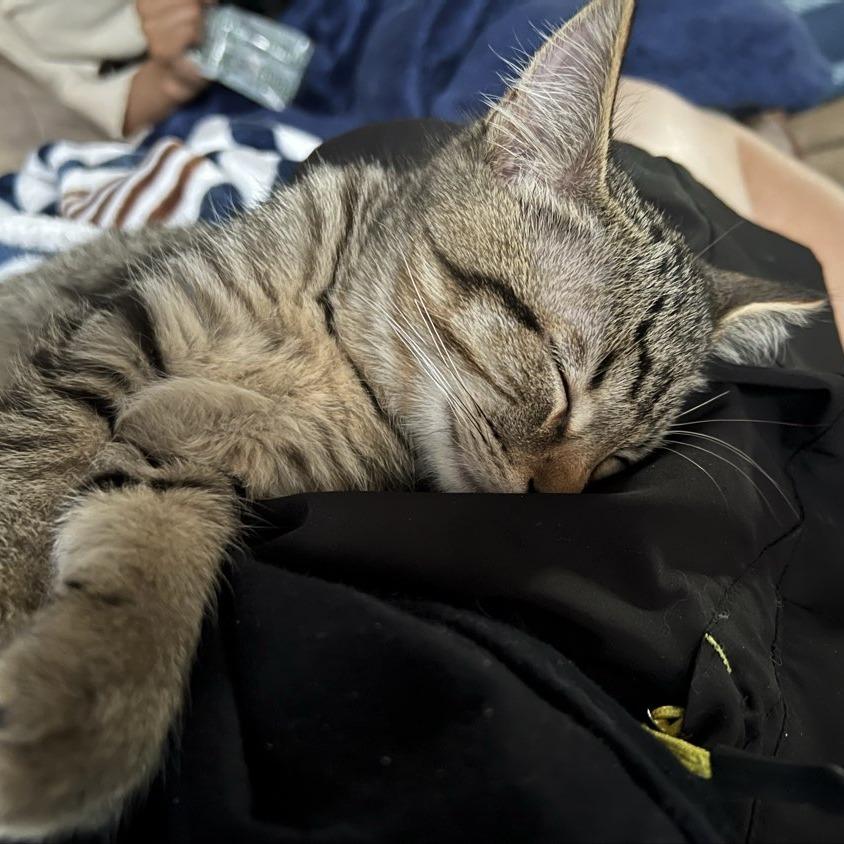 Timothy, a Adoptable Domestic Short Hair in Laramie, WY image 1/4
