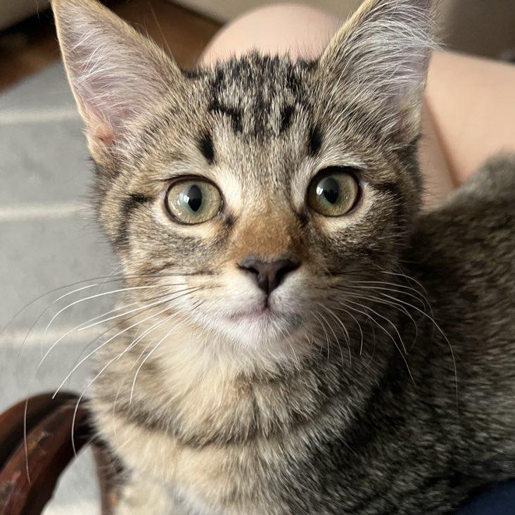 Timothy, a Adoptable Domestic Short Hair in Laramie, WY image 2/4