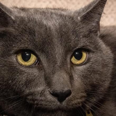 Totoro (Dexter-Silver), a Adoptable Domestic Short Hair in Santa Fe, TX image 1/4